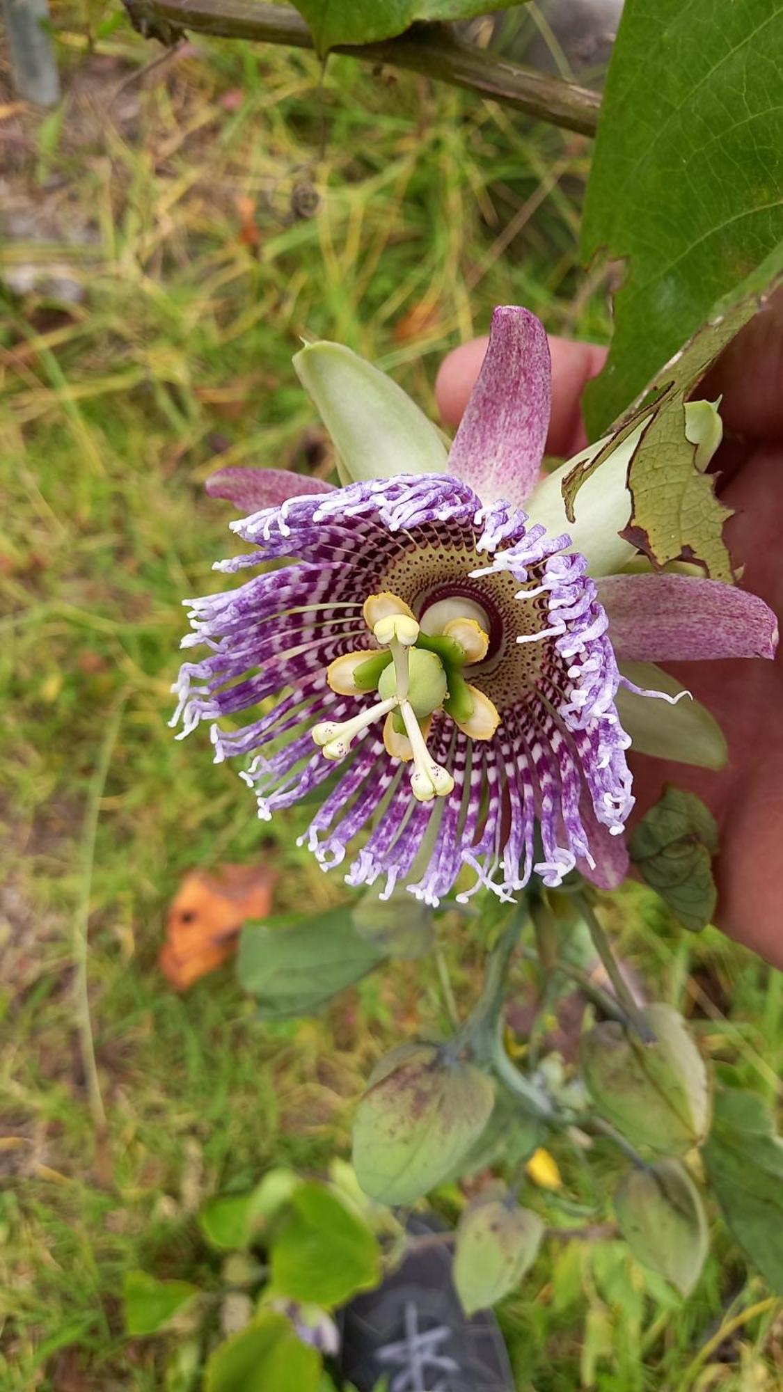 Finca Petrona Calacali Kültér fotó